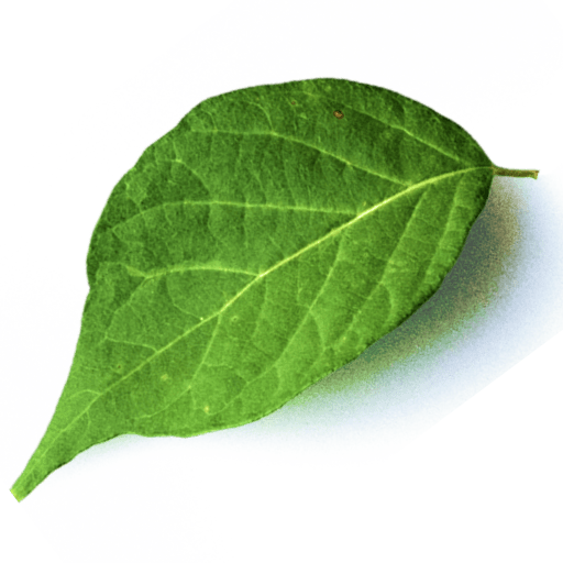 NEO Biogas Kutno