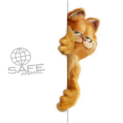 Fundacja Safe-Animal