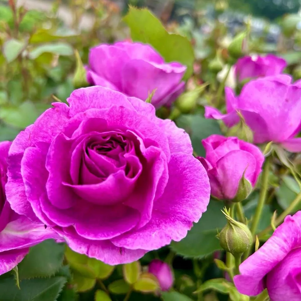 Magic Rose sp. z o.o.