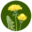 Plantago Ajurweda-Joga-Zioła Anna Roter-Bourkane
