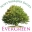 Evergreen Dariusz Puzan