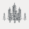 Garden & Forest Piotr Gajewski