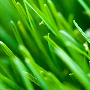 Green Anna Bugajska